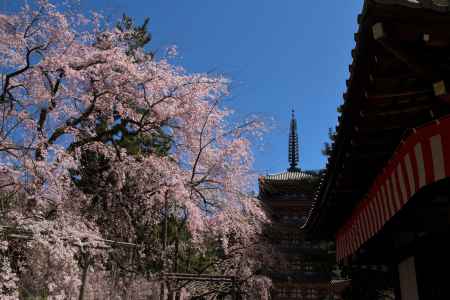 醍醐寺の桜10