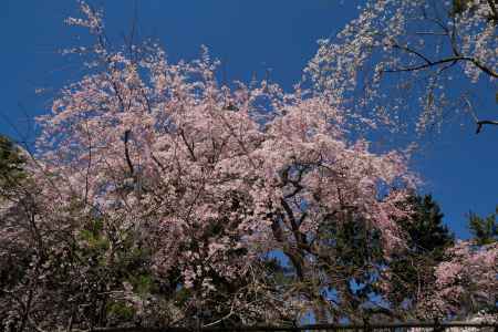 醍醐寺の桜11