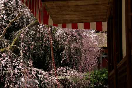 醍醐寺の桜13