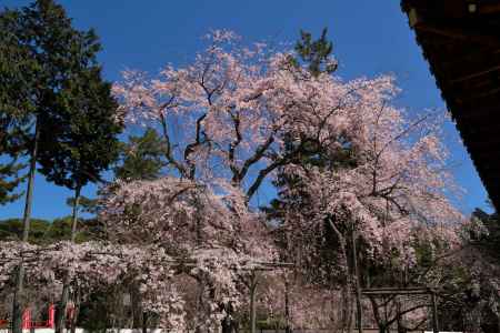 醍醐寺の桜14