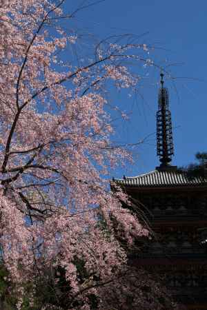 醍醐寺の桜15