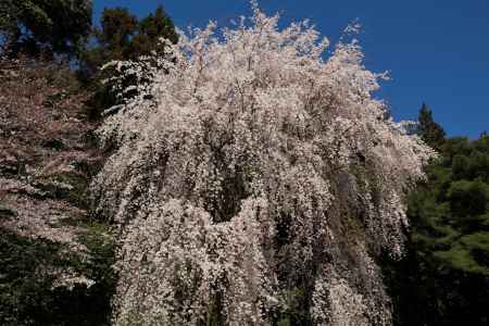 醍醐寺の桜16