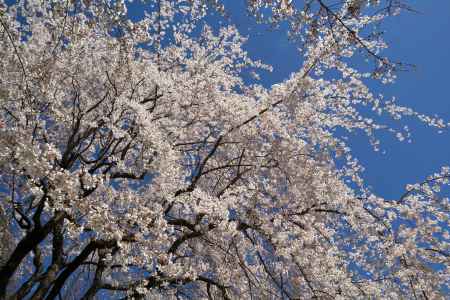 醍醐寺の桜17