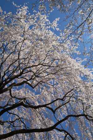 醍醐寺の桜18