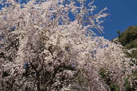 醍醐寺の桜21