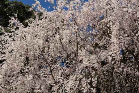醍醐寺の桜22
