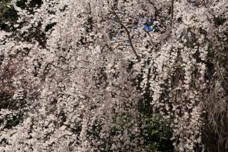 醍醐寺の桜23