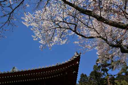 醍醐寺の桜24