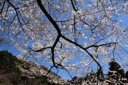 醍醐寺の桜25
