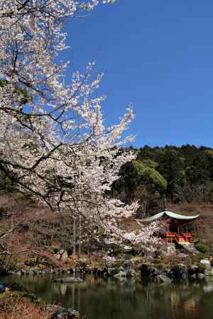 醍醐寺の桜26