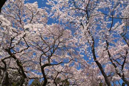 醍醐寺三宝院の桜