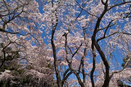 醍醐寺三宝院の桜2