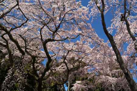 醍醐寺三宝院の桜3