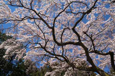 醍醐寺三宝院の桜3