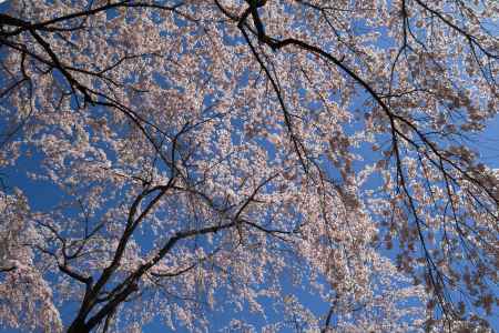 醍醐寺三宝院の桜5