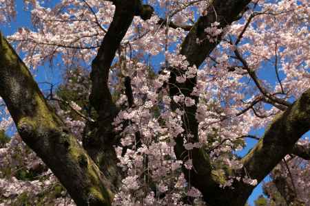 醍醐寺三宝院の桜7