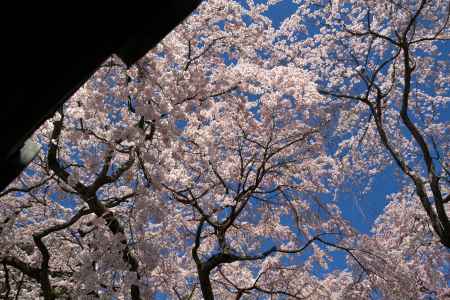 醍醐寺三宝院の桜8