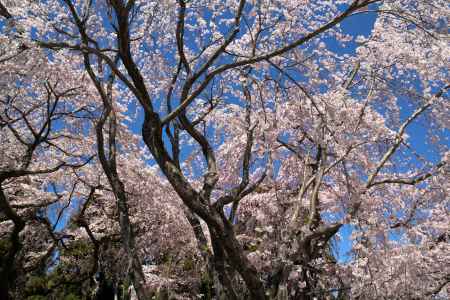 醍醐寺三宝院の桜10
