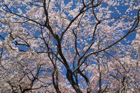 醍醐寺三宝院の桜11