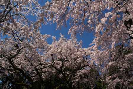 醍醐寺三宝院の桜12