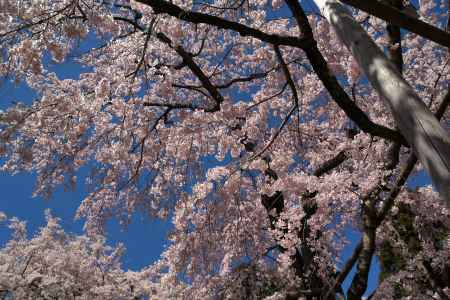 醍醐寺三宝院の桜13