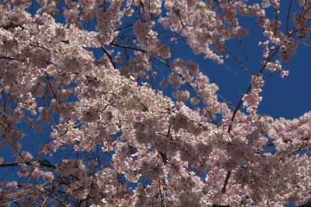 醍醐寺三宝院の桜14