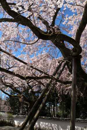 醍醐寺三宝院の桜16