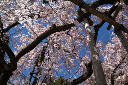 醍醐寺三宝院の桜17