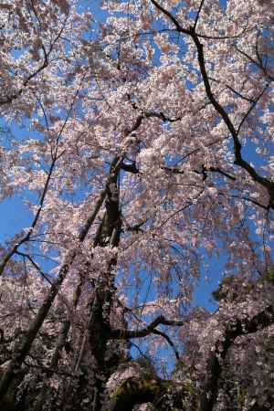 醍醐寺三宝院の桜19