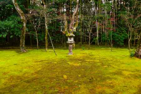 冬の高桐院庭園