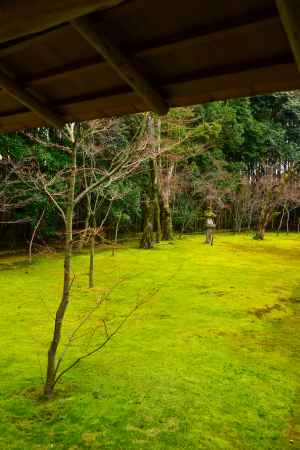 冬の高桐院庭園4