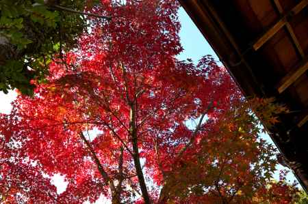 金福寺の紅葉2