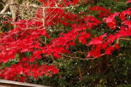 勝持寺の紅葉