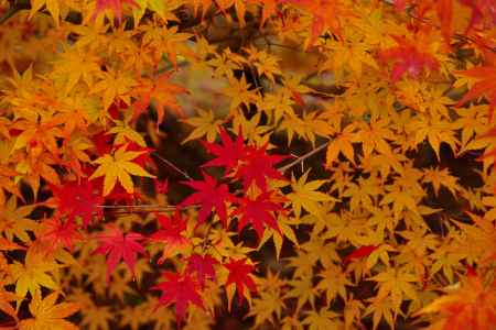 勝持寺の紅葉2