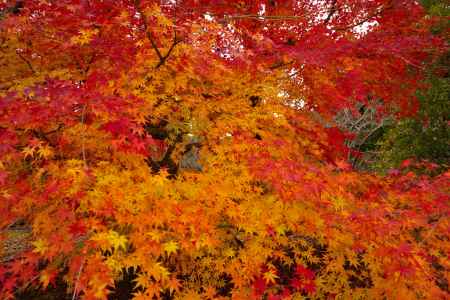 勝持寺の紅葉3