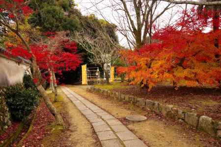 勝持寺の紅葉4