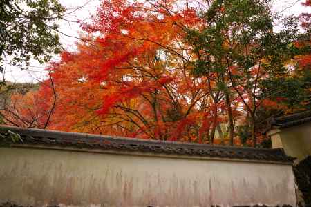 勝持寺の紅葉5