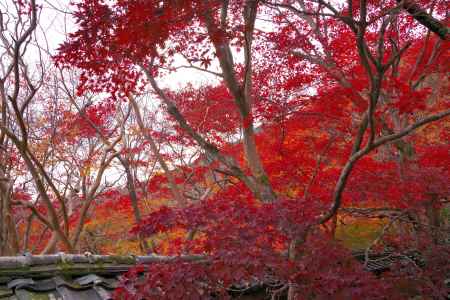 勝持寺の紅葉7