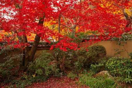 勝持寺の紅葉7