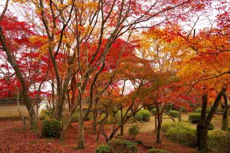 勝持寺の紅葉8