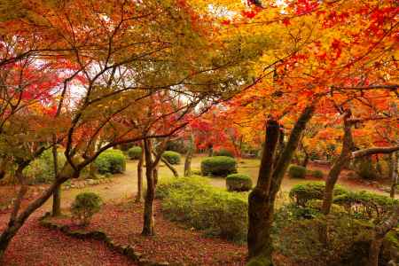 勝持寺の紅葉9