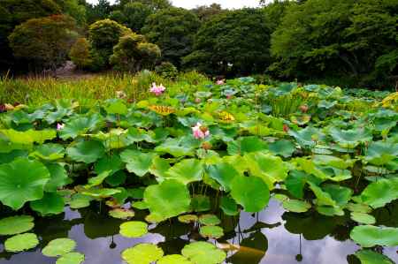 勧修寺　氷室の池3