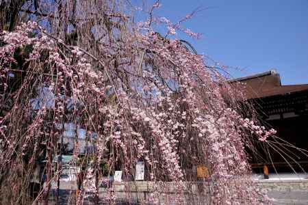 千本釈迦堂の阿亀桜6