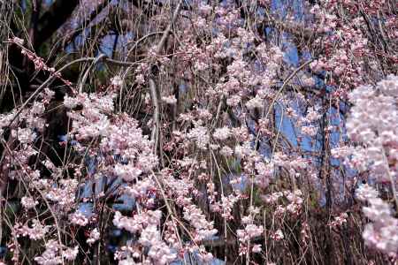 千本釈迦堂の阿亀桜8