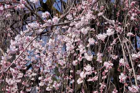 千本釈迦堂の阿亀桜10