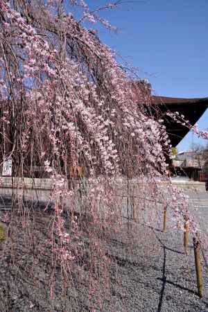 千本釈迦堂の阿亀桜11