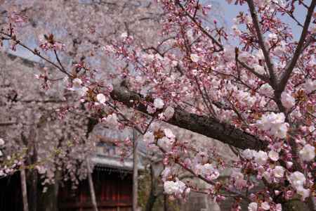 妙覚寺の桜