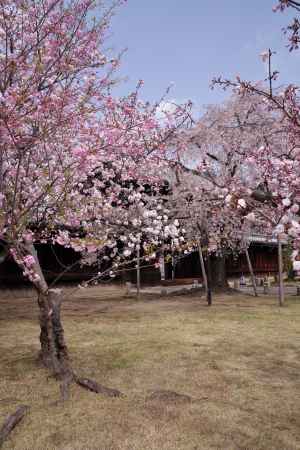 妙覚寺の桜3