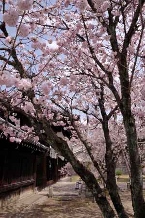 妙覚寺の桜7