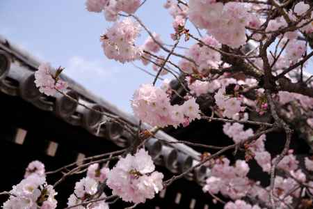 妙覚寺の桜8